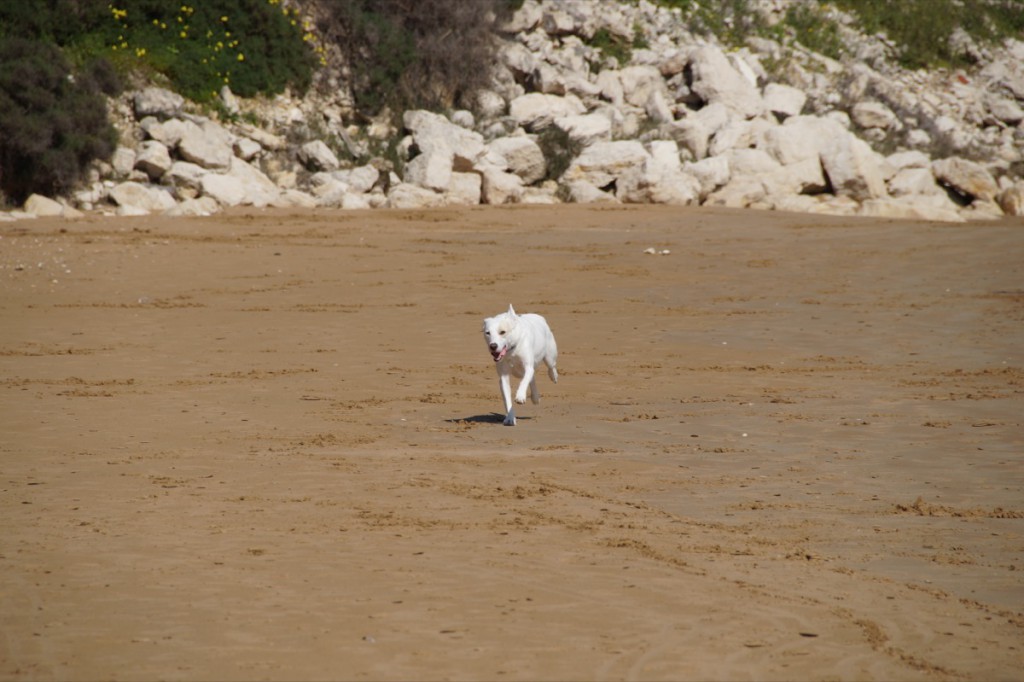 1200px-Hund am Strand