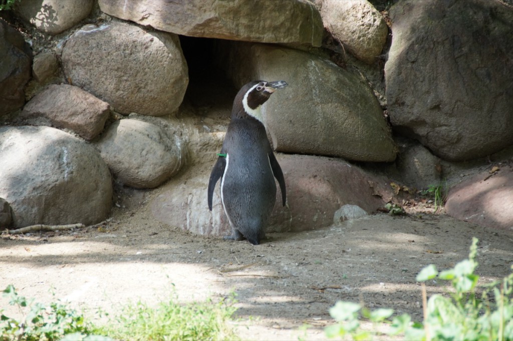 1200px-Pinguin