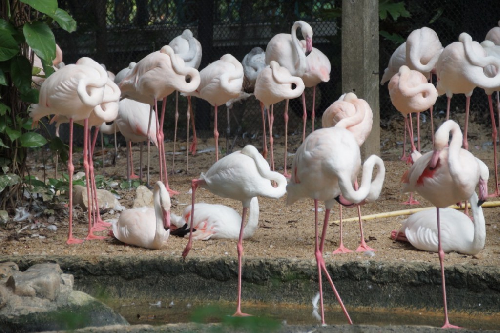 1200px-Flamingo