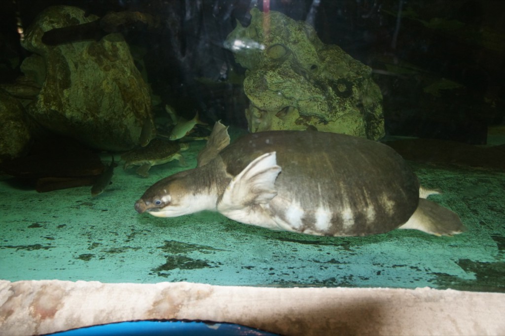 1200px-Wasserschildkröte